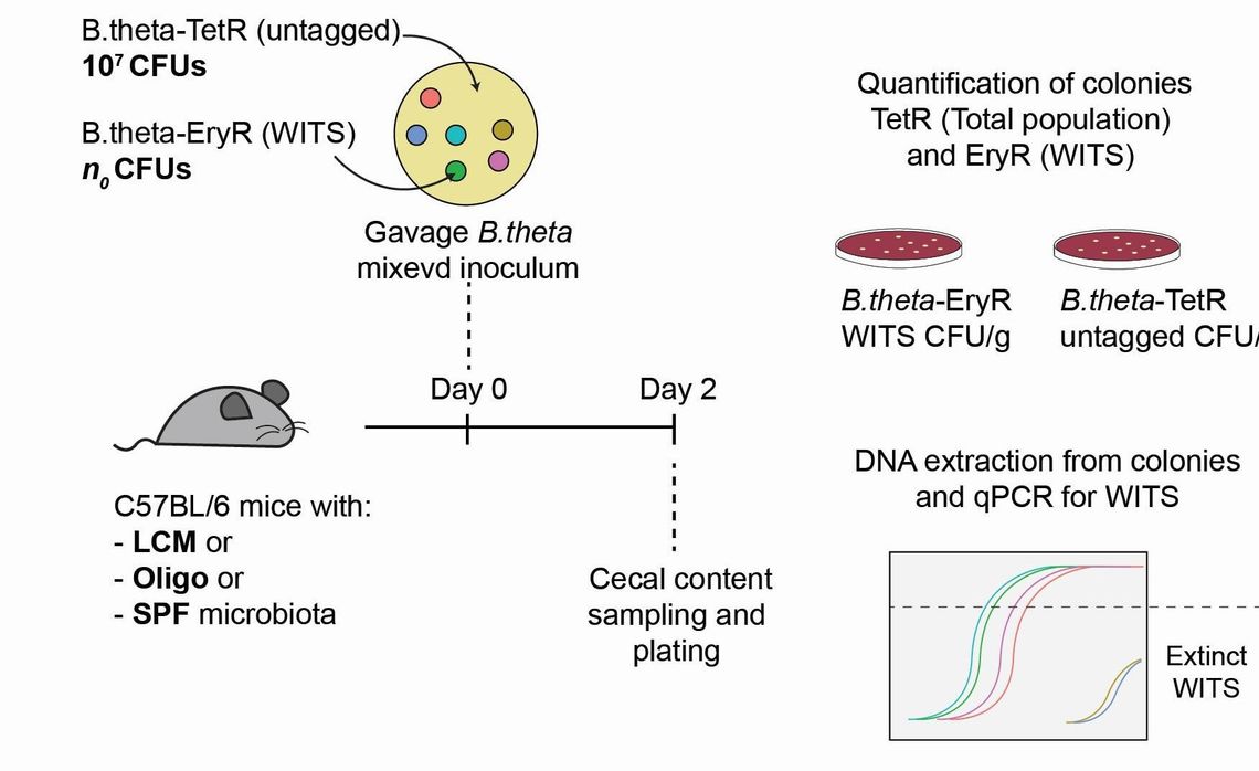 eth zurich immunology